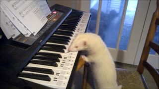 Take A Look As This Talented Ferret Plays The Piano