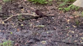 Mink with Prey! May 2024