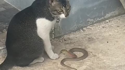 Brave cat playing with snake 🐍