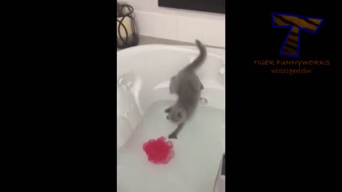 Cats just don't want to bathe - Funny cat bathing compilation