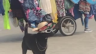 Dog Looks Fresh in Beach Getup