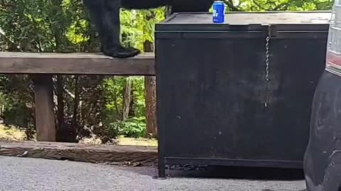 Bear Climbs Mountain Campground for A Brew