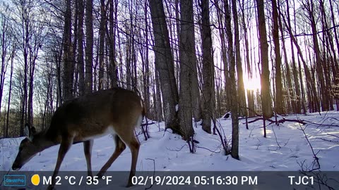 Deer: From the Forest at Sunset