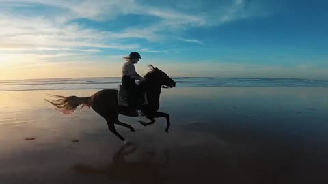 horse video
