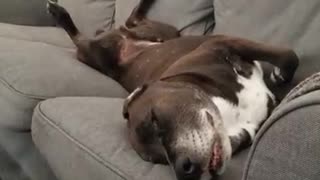 Dreaming pup wags tail in his sleep
