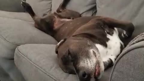 Dreaming pup wags tail in his sleep