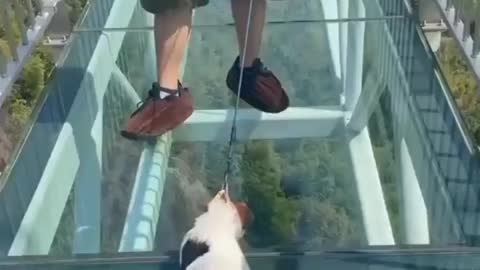 This dog is very scared. Are you also afraid of heights.