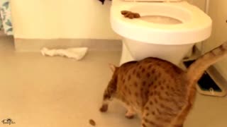 😆😻Funny Animal Video - Best Cat😹& Dogs🐶Video of the Week 2023!