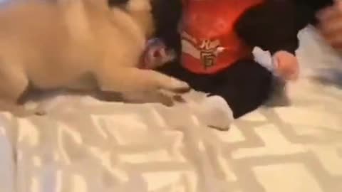 Cute puppy playing with cute kids