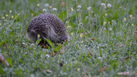 Hedgehog, Hedgehog video,Animal,Animal video