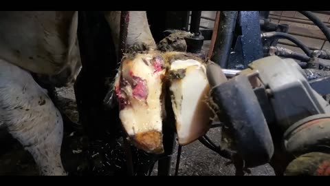 Metal ROD stuck in hoof - removing objects from cows feet
