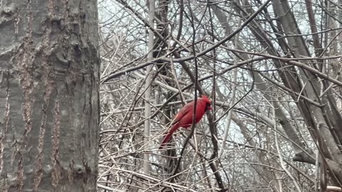 Beautiful male Cardinal in a tree