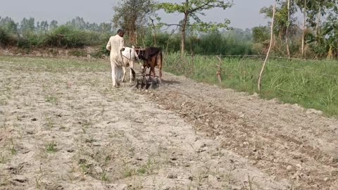 Rural village Life Poor people In India The way uttar pradesh people Daily routine Life In village