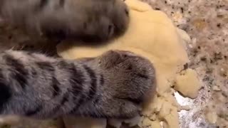 cat making Christmas cookie