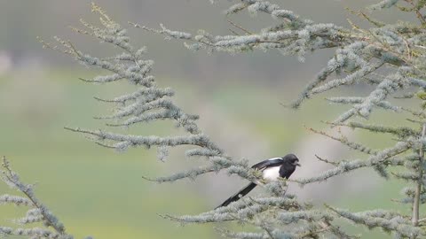 This is Elster Magpie bird