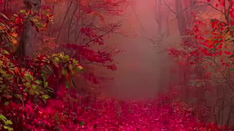 Rain & Flowers: Nature's Serenade 🌧️🌸