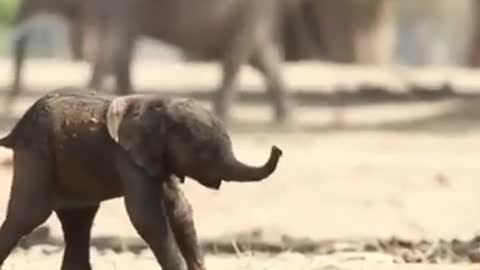 Baby Elephant first time trying to walking
