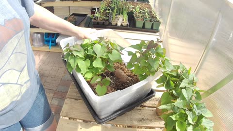 Growing Your Own Sweet Potato Slips