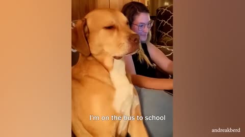 DOG MEMES & FUNNY VIDEOS