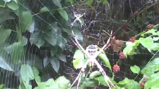 2 aranhas de jardim no parque próximo a floresta, há folhas e frutos em volta [Nature & Animals]