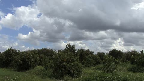 Florida Clouds over an orange grove
