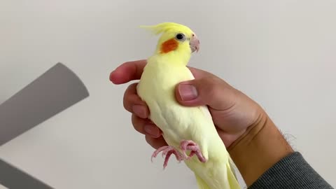 Birds that can be grabbed from the back