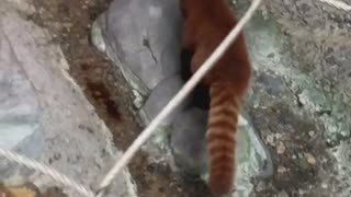 redpanda