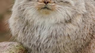 Pallas’ Cat aka puffy Face Kitty 😊