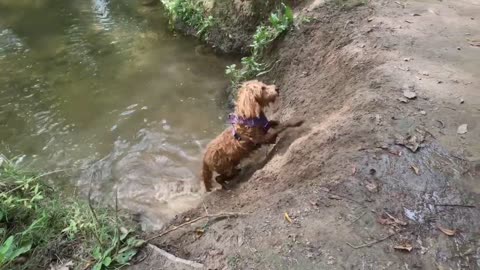 Puppy Slide Fun!