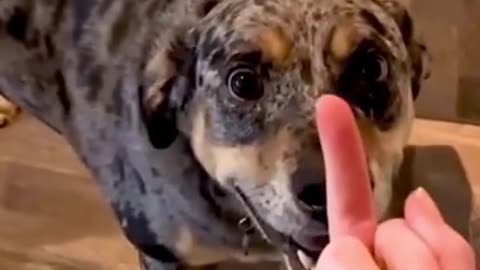 Dog’s Reaction In The Face Of The Middle Finger 😂 So Funny