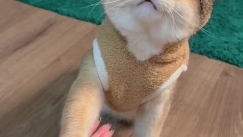 cute cat learns to shake hands #cat #kitten #viral