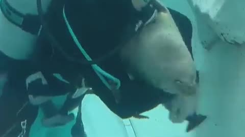 Diver caressing a sea dog #shorts #shortvideo #video #virals #videoviral