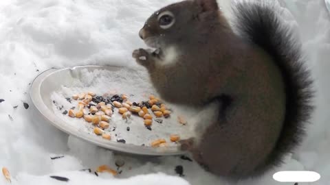 Squirrel in Winter