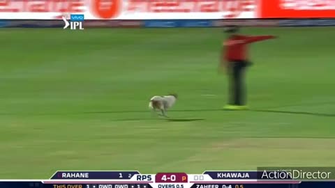 Best funny moment in cricket a dog go to inside cricket graind and play with players