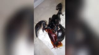 BEETLE JUICE: Creepy Vids Show Scorpion Feasting On Cockroach