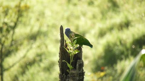 Ave Green Parrot Fauna Tropical Bird Colombia