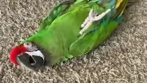 Best funny animals videos of the 2023 🤣