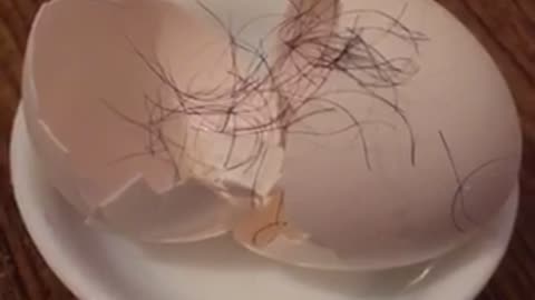 Raw Eggshells Recipe Hairy 05042023 🆂🆄🅱🆂🅲🆁🅸🅱🅴 ⚠️Viewer discretion is advised⚠️