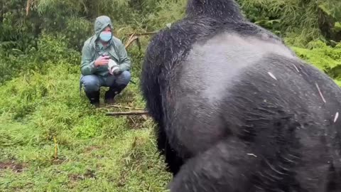 Gorilla beat his chest and coming after human