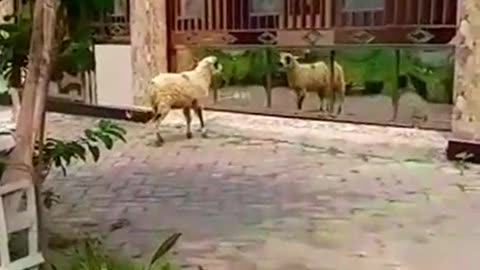 Agressive sheep, fight with a mirror