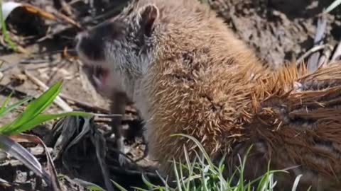 Japanese Weasel One Of The Cutest And Most Exotic Animals In The Wild #shorts