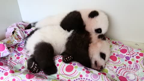 Panda Cubs - "When Your Brother Doesn't Let You Nap"