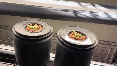 Hydroponically Growing Cucumbers Indoors , Let's Get Started