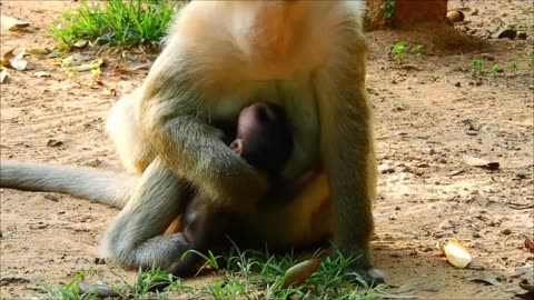Monkey mother is weaning her little baby.