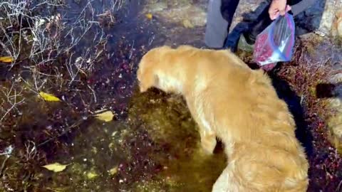 The Golden Retriever puppy discovers her passion for picking cranberries.