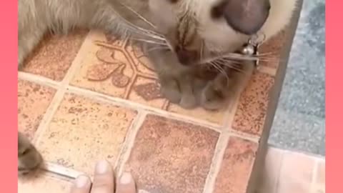 Funny cats mimic humans