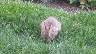 Footage of Bunny Eating.