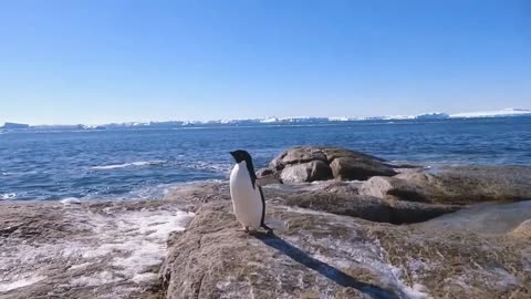 Incredible footage of a Penguin getting suspected while taking sunlight in Antarctica