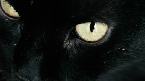 Black cat with yellow eyes