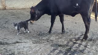 Cow playing with a cat